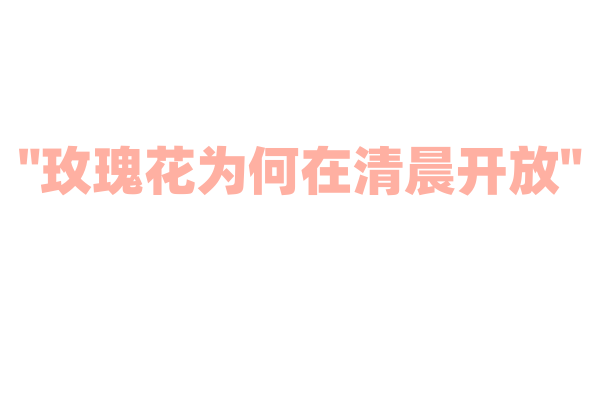 "玫瑰花为何在清晨开放"
